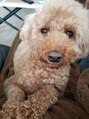 サロンドフィール 豊岡店(Salon de feel)&nbsp;癒しの愛犬コタロー君です♪