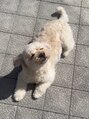 リアド(.RIAD) 実家の愛犬癒しです!!