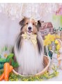 グフィン(Gfin)&nbsp;愛犬のシェルティのティナ。か かわええ。犬好きです！
