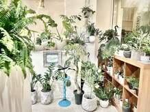 サロンの中にある観葉植物店BETTY GREENオープンしました