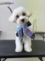 美容室 ココ COCO&nbsp;マルチーズとトイプードルのミックスのおもちです♪