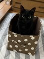 ナチュラルピー 千里丘店(Natural.P)&nbsp;姉の家の猫ちゃんです♪抱っこ嫌いです