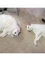 フィン(FiN by allure) 白猫2匹飼ってます^ ^[池袋][髪質改善][池袋髪質改善]