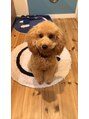 アムズヘアー 本厚木店(AM'S HAIR) 子供達より私の帰りを待ってくれてる、愛犬（糸くん）