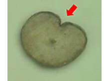 【髪質】の悪さは髪の形状のせい