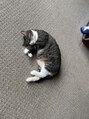 エイト(8tt) 実家の猫、ハナック(花子)です!完全犬派だった私は猫派に!