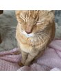 サロン 名和店(SALON) 猫のリュディガです☆毎日癒されてます！