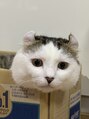 クラス リノ(CLASS lino)&nbsp;愛猫、アメリカンカールのまる♂です。