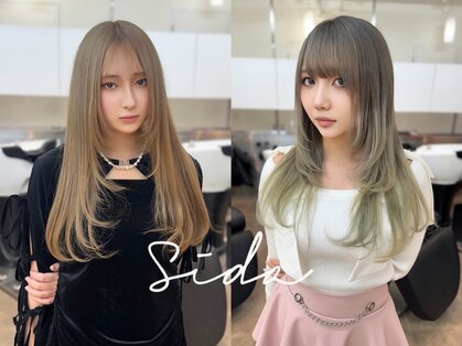 シダ(sida)の写真