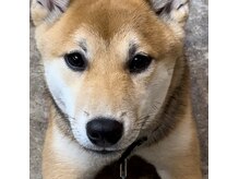トップス TOPSの雰囲気（当サロンには人懐っこい看板犬の「なる」がいます）