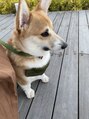 ギンザカミノア 高崎店(GINZA CAMINOIA)&nbsp;ウチの愛犬です！コーギー飼ってます！