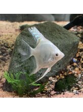 アンドワイ(&Y)&nbsp;エンゼル フィッシュ