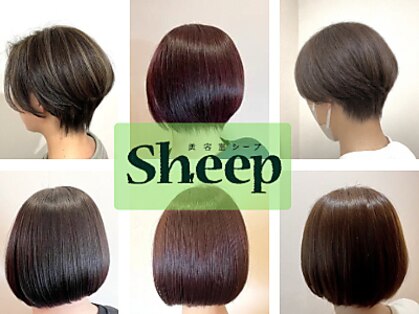 シープ(Sheep)の写真