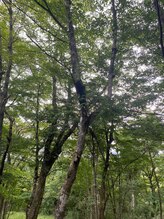 【yuki 】ヘッドスパで髪も頭皮もキレイに！ニールズヤードのピュアアロマで深呼吸。リラックスをお届け◎