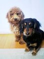 ヘアー ノナカ 下北沢店(hair NONAKA)&nbsp;愛犬2匹に囲まれて…毎日癒されております。
