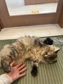 キュボス(Quvoth)&nbsp;猫が大好きです！いつか猫飼う事が夢です！ワニも好きです！
