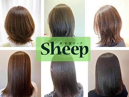 シープ(Sheep)の写真