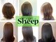 シープ(Sheep)の写真