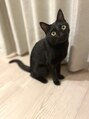 ティル(till)&nbsp;黒猫、おはぎと申します。