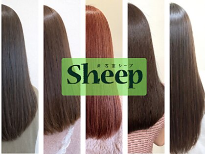 シープ(Sheep)の写真