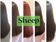 シープ(Sheep)の写真