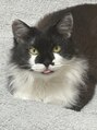 アミ 川越(amie) 愛猫【ぴの】です!