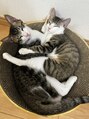 ソイル(soil)&nbsp;保護猫の兄妹をお迎えしました。可愛いすぎますー