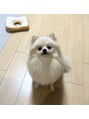 カームヘア 韮塚店(Calm hair) ペットのおこげ(ポメラニアン)です。