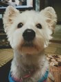 ル リアン(Le lien)&nbsp;梶川家の愛犬ユズ☆犬種はウエストハイランドホワイトテリアです