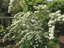 華凛の雰囲気（植物や砥部の大自然に囲まれたサロン♪お客様のみが見れる景色★）