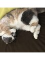 ステキナコト 日野(sutekinakoto)&nbsp;猫飼ってます