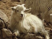 カシミア質感の秘密は成分に