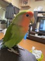 バズ(BuZZ) 鳥