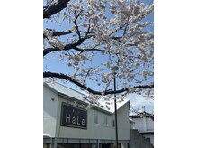ハレ(HaLe)