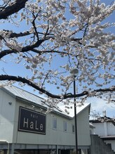 ハレ(HaLe)