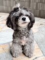ルーファス メグロ(Ruufus Meguro) トイプー×チワワMIXの愛犬アデルも一緒です☆目黒/白金/五反田/