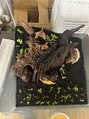 サロンモゴオオツカ(SALON MOGO OTSUKA) 熱帯魚育成が趣味です。サロンにも水槽がありますよ！