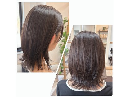 ルピナス(Lupinus)の写真