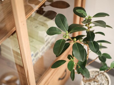 植物が多く、木の温もりを感じられます