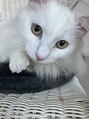 ヘアークラフト アニー 南郷18丁目店(HAIR CRAFT Annie) 愛猫です☆