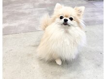 ラパンエアル(LAPINEAL)の雰囲気（看板犬の「クルトン」がお出迎え　彼女目当てで来店される方も♪）