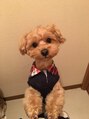 リコ(Lico) うちの愛犬☆名前はププです(^^)トイプーとマルチーズのMIX☆