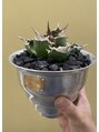 グリッター(Gritter) 観葉植物が好きです。アガベ、グラキリス、サボテンｅｔｃ