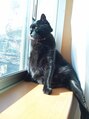 リリー シンジュク(Lilly)&nbsp;真っ黒黒な愛猫ちゃん