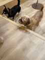 ドットエフ(.f) 癒しを求めて犬カフェに行きます