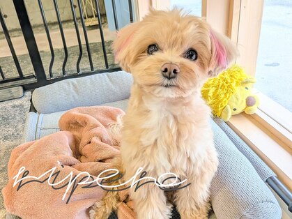 リペロ(ripero)の写真