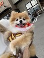 ギブ(give) ポメラニアンの愛犬を溺愛してます!!!