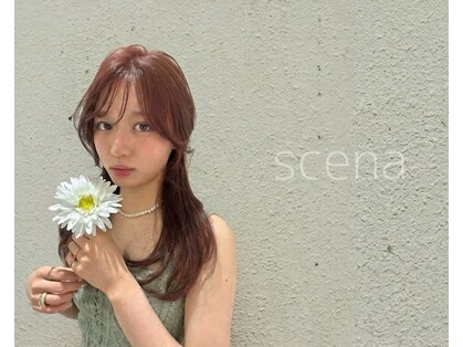 シーナ(scena)の写真