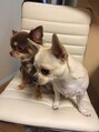 リップス(Lip's)&nbsp;愛犬のチワワ、ここと ももちです！