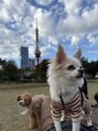 アミー 銀座(Ammy) 愛犬のちくわくんとおこげくんです!犬が大好きです!#パーマ